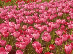 -石家庄市植物园