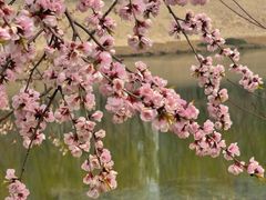 -桃花堤公园