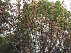-天适樱花悠乐园