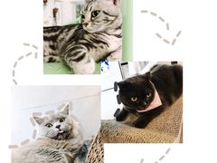 -有猫主题·治愈系猫咖(曾厝垵店)