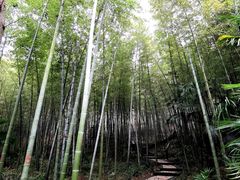 -镇江市南山风景名胜区竹林景区