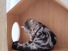 -Catmate·猫肥家润(金润铂宫店)