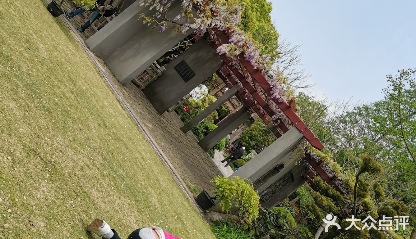 古树紫藤花开季