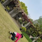 古树紫藤花开季