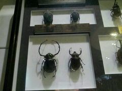 -上海昆虫博物馆