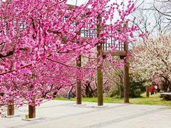 -苏州上方山国家森林公园