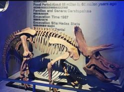 -恐龙探索乐园(磁器口店)