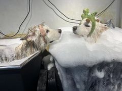 -PETKIT小佩宠物(古北店)