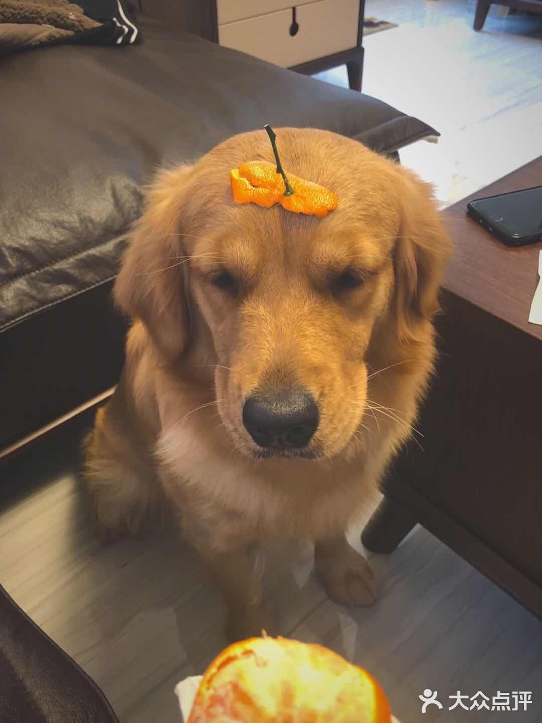 2020最后一天写给汪星人