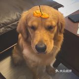 2020最后一天写给汪星人