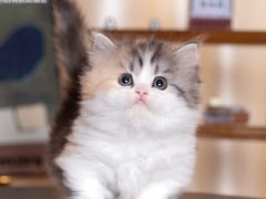-小猫来了·猫舍(红山六九七九店)