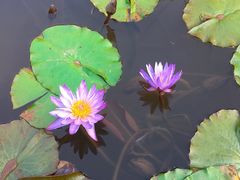 -曼听御花园