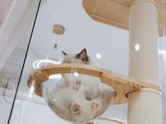 -喵园·猫主题咖啡厅·撸猫·猫咖(国贸店)