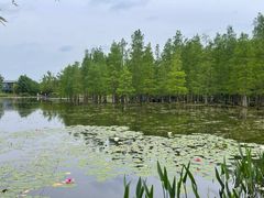-白鹭湾湿地公园