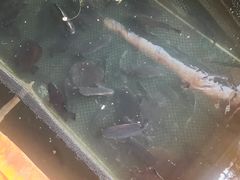 -蓝湾碧波·老字号·疍家非遗海上餐厅
