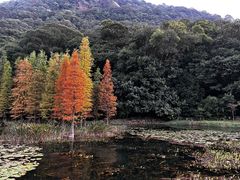 -广州市石门国家森林公园