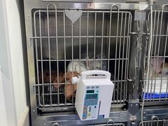 -佑安动物医院·全科·内窥镜中心(幸福巷店)