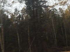 -五营红松林海景区