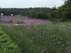 -大塘金香草谷