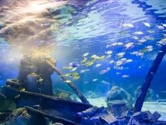 -锦艺城海洋馆