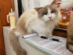 -共舞时光猫咖·狗咖(新街口店)