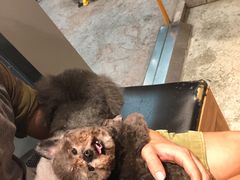 -PETKIT小佩宠物(昭化店)