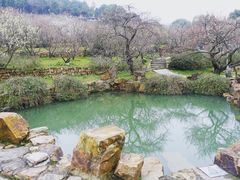 -香雪海