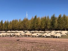 -塞罕坝国家级自然保护区