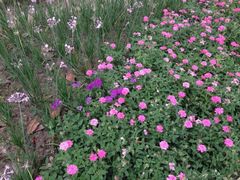 iphone_upload_pic-昆山城市生态森林公园