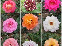 -人民公园(罗湖区)