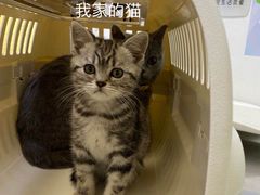 -特一安24小时宠物医院·骨科·中兽医