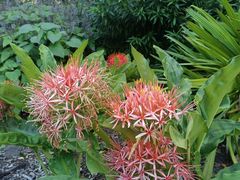 -墨尔本皇家植物园