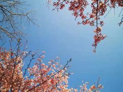 -顾村公园