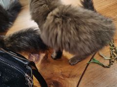 -猫亿天猫咖