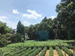 -野蔓果·山野菜(西湖景区·龙井茶田店)