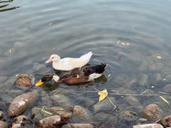 -新虹桥中心花园