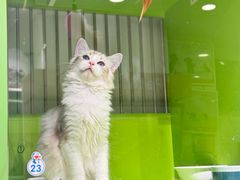 -唐小姐の私宠·宠物洗护美容·撸猫馆·购宠(周浦万达旗舰店)