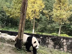 -都江堰中华大熊猫苑