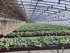 -甜心庄园·甜心草莓采摘园(西青中北店)