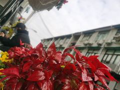 -茶是一枝花泡茶店