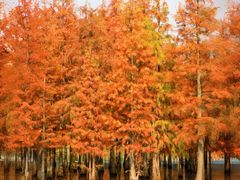 -白鹭湾湿地公园