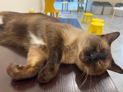 -猫力发电所·宠物专门店