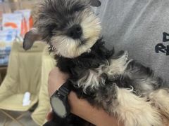 -翊宠yipet猫狗购宠庄园犬舍•猫舍