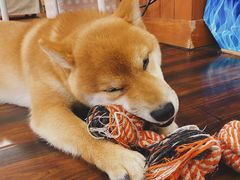 -豆柴町-柴犬主题狗咖(红鼎国际C座店)