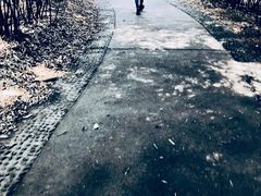 -成都大熊猫繁育研究基地