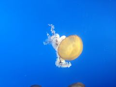 -太平洋海底世界