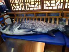 -坛宗剁椒鱼头(河西王府井店)