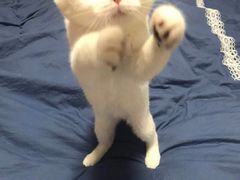 -康乐宝动物医院