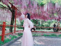 -嘉定紫藤园