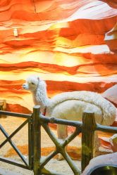 -酷嗒动物文化乐园(cutezoo西溪乐天城店)